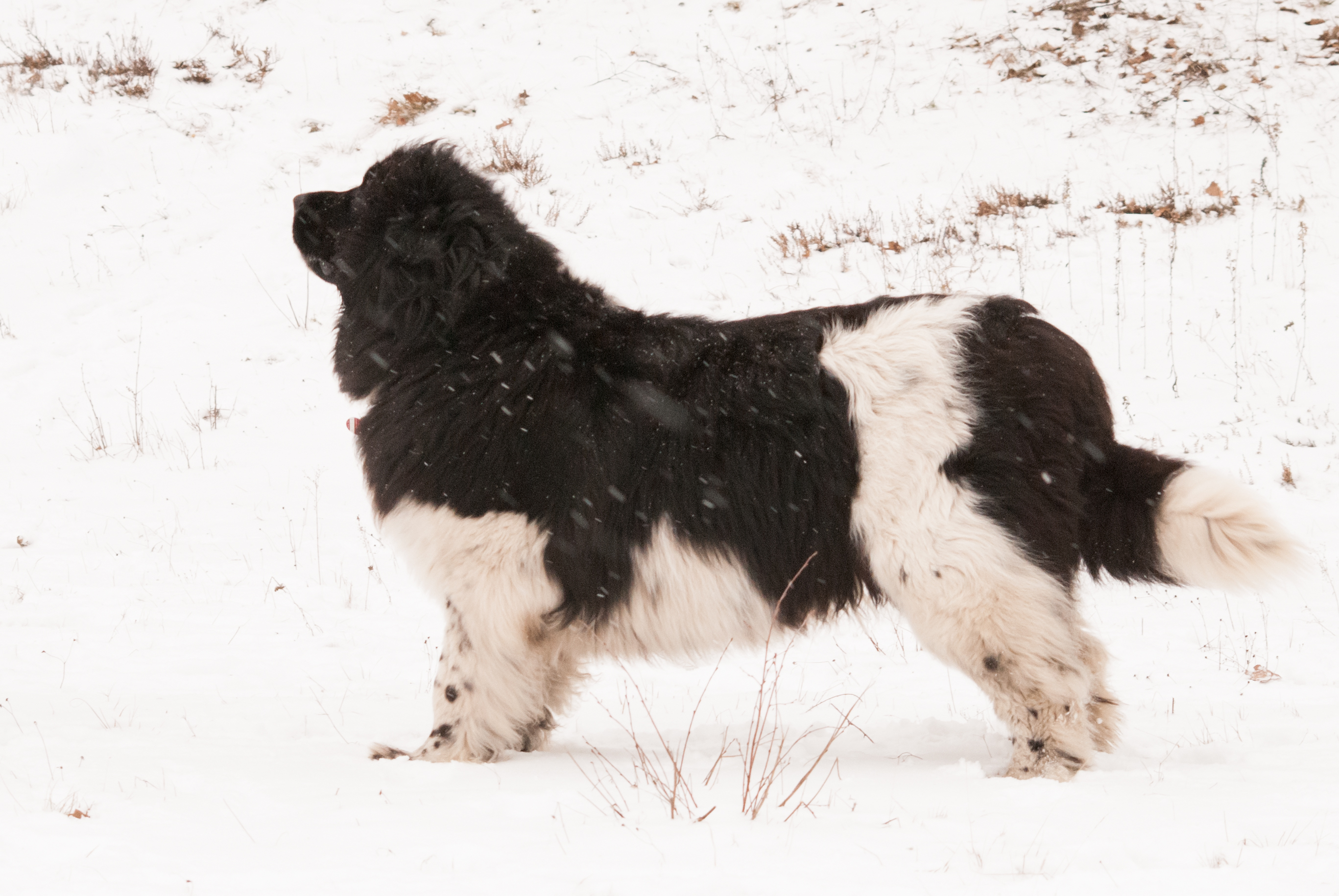 Bild(vereinsleben/bilder/Winter Bilder/Lesley (6).jpg) konnte nicht geladen werden